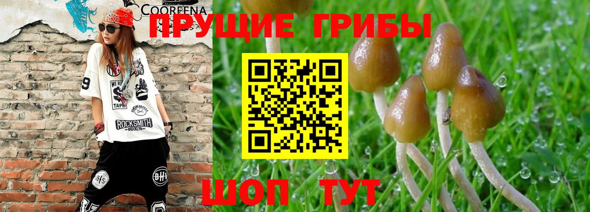 Галлюциногенные грибы Magic Shrooms  Вход с VPN  Галлюциногенные грибы GOLDEN TEACHER  Владимир 